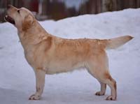 фото Arh Beauty Only You for Winter Pride