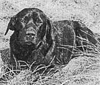 фото лабрадора Bred z Pomoravi