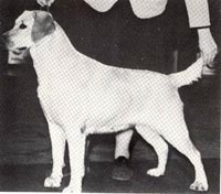 фото Briary Allegra