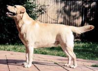 Лабрадор Capas Spirit Apt To Take Fire