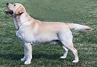 Лабрадор Charm Bluveil Mr. Darcy