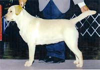 Лабрадор Charm's Dancing To The Music