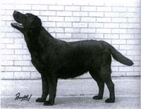 Лабрадор Charway Ballylinnet