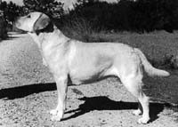 Лабрадор Dee-Fair Flying Marigold Melic