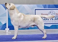 Лабрадор Denver Okeanas Elite