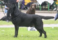 Черный лабрадор E'J Russian Black Diamond фото