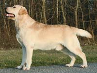 Лабрадор Follies Traveller