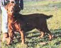 фото  Gregoire's Cinnamon Toast