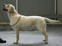 лабрадор ГАРДЭНЖЭЛ ЗАНДОРА фото