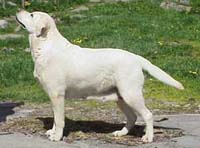  лабрадор Guideline's Bloom