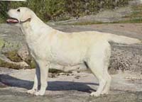 фото Tapeatom Guideline's Lay-Out