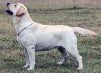 фото лабрадора Illain Vittoria Happy Crumb