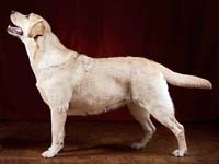 Лабрадор  Julart Valneri Sweet