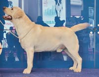 Лабрадор  Lab`SPb Heartbreaker