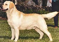 Лабрадор Langshott Gale Force from Kimvalley