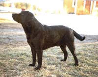  Лабрадор Macita's Anibas