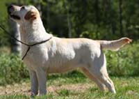 Лабрадор Mallorn`s Cherry Blossom