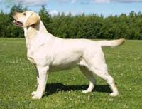 Лабрадор Mallorn's Eternity