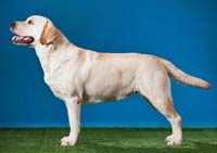 фото Mallorn`s Foxy Lady