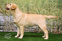 Лабрадор Mallorn´s Mr Vain