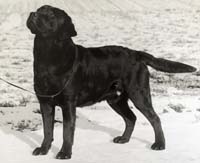 Лабрадор Melicmark Excuse My French