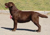 Лабрадор Mementos Fantasia