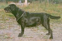 Лабрадор  Mementos Matilda