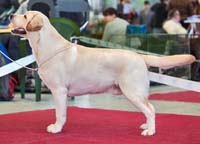 Лабрадор ретривер  Miconti Yoki-Tokki