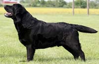 Лабрадор Paradocs Tabatha's Caillou