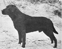 Лабрадор Powhatan Black Badger