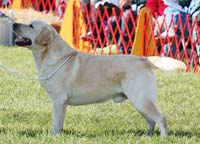 Лабрадор Robnie's Net Asset'