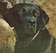 Лабрадор Shamrock Acres Sazava