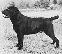 Лабрадор Shookstown Solo Smasher 