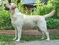 фото  Stenveyz Especially For Blondess Empire