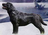 фото Stenveyz Flight Of Fancy