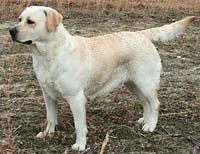  лабрадор Sunspot's Lace Em Up