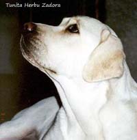 Лабрадор Tunita Herby Zadora
