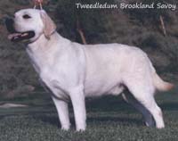  лабрадор Tweedledum Brookland Savoy