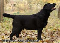 лабрадор Tweedledum Good Vibrations