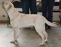 Лабрадор ретривер  Валнериз Вандерфул Шайн