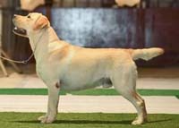 Лабрадор Winter Pride Ezheminutnyy Vostorg