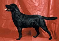 фото Zvezda Severa Yulian Patrik