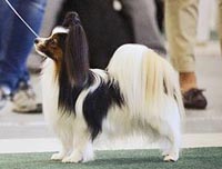 фото папийона Raising Breed`s Best in Show