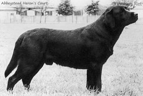 Лабрадор Abbeystead Heron`s Court