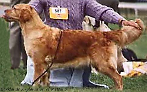 Barklands X-planation of Messano