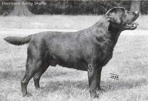 Лабрадор Davricard Bobby Shafto