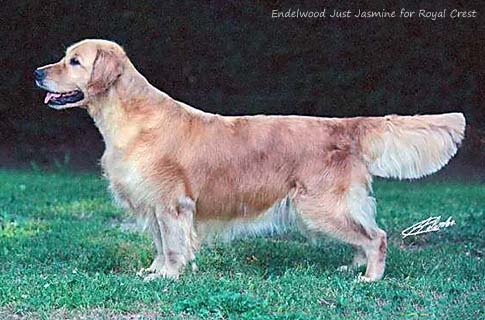Endelwood Just Jasmine for Royal Crest