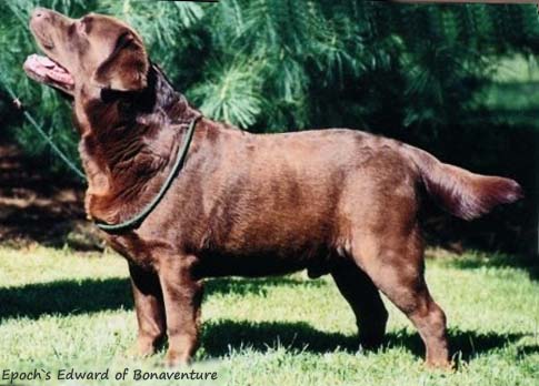 Лабрадор Epoch`s Edward of Bonaventure