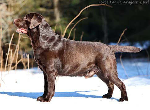 Лабрадор Force Labria Aragorn Estel