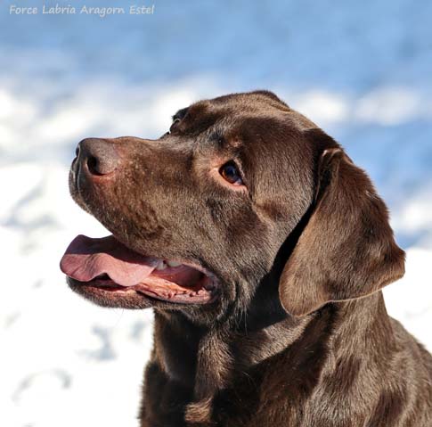Лабрадор Force Labria Aragorn Estel